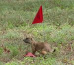 Präriehund Präriehund